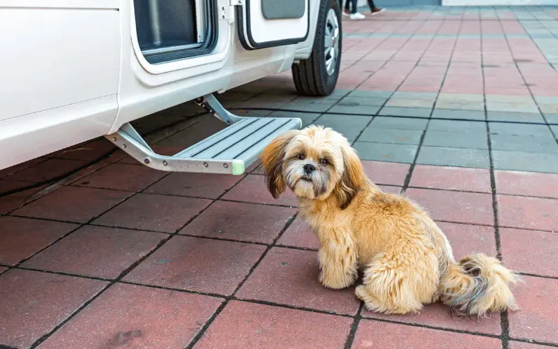 Is It Legal To Transport A Dog In A Trailer?